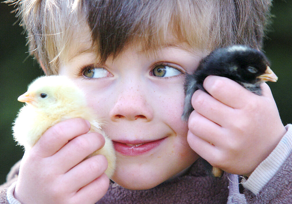 PETS CORNER AT CULLOMPTON FARMERS MARKET
contact: Tracy Frankpitt on 01884 33107

So soft! Four-year-old Edward Frankpitt gets to feel some chicks at the Pets Corner

VICCY WILCOX XFF1619_VW_03